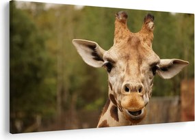 Tablou girafe (90x60 cm)