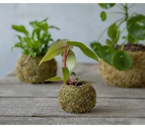 Ghiveci ø 9 cm Kokedama – Esschert Design