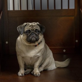 PawHut Cușcă pentru câini incl. încuietoare, suport ridicat, cutie de transport, 80,5 cm x 59,5 cm x 67,5 cm, Maro | Aosom Romania