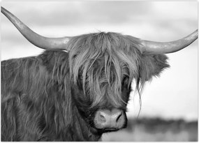 Tablou - Vacă scoțiană 2,alb-negru (70x50 cm)