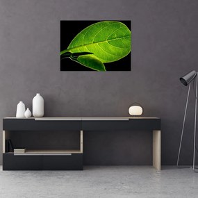 Tablou pe sticlă - frunză verde (70x50 cm)