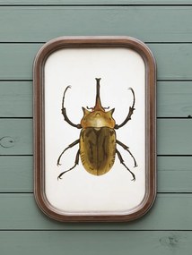 Set 9 tablouri cu insecte, cu rama din lemn de pin, Insects