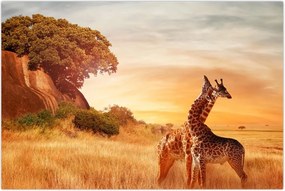 Tablou Girafe în Africa (90x60 cm)