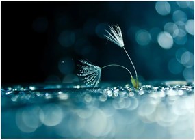 Tablou - Macro (70x50 cm)