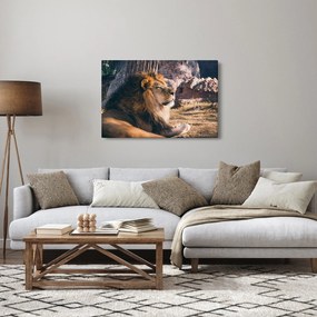 Tablou cu leul dormind (90x60 cm)
