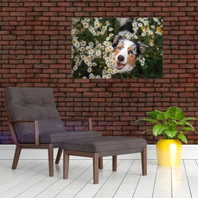 Tablou - Ciobănesc australian (90x60 cm)