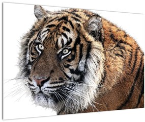 Tablou cu tigrul (90x60 cm)