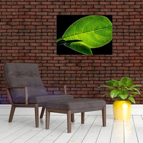 Tablou pe sticlă - frunză verde (70x50 cm)