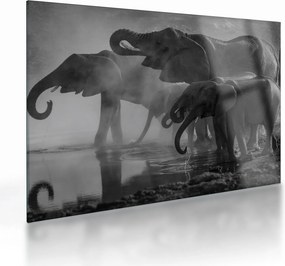 Tablou pe sticlă cu elefanți - albnegru (70x50 cm)