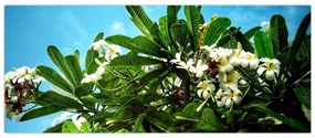 Tablou - Plumeria (120x50 cm)