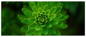Tablou cu coniferi (120x50 cm)