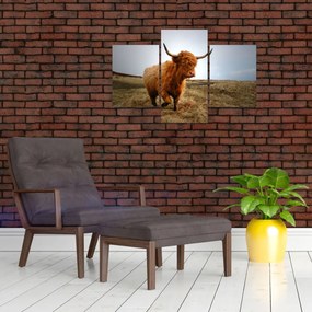 Tablou - Vaci scoțiene (90x60 cm)