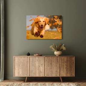 Tablou - Golden Retriever (90x60 cm)