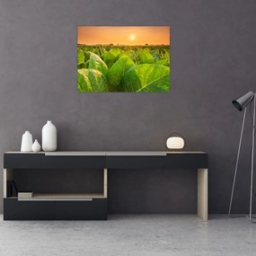 Tablou - Câmp (70x50 cm)