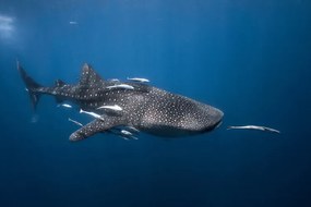 Fotografie Whale shark, Barathieu Gabriel