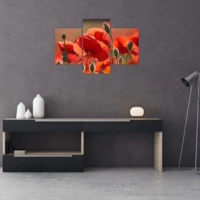 Tablou cu flori de maci (90x60 cm)