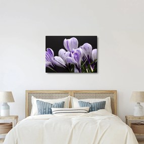 Tablou - Crocus violet (70x50 cm)