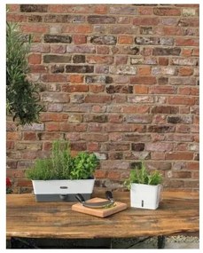 Recipient pentru ierburi proaspăt tăiate Cole&Mason