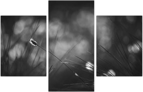 Tablou - Iarbă de pajiște (90x60 cm)