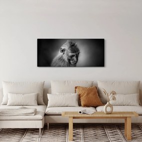 Tablou - Maimuță (120x50 cm)