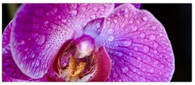 Tablou detailat cu floare de orhidee (120x50 cm)