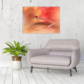 Tablou pe sticlă picăturii de rouă pe floare (70x50 cm)