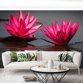 Fototapet Pink nuferilor