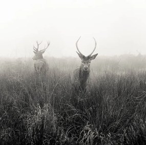 Fotografie Deer  in foggy meadow, London,, Donovan Rees