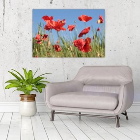 Tablou - Maci (90x60 cm)