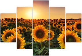 Tablou - Floarea soarelui (150x105 cm)