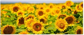 Tablou - Floarea-soarelui (120x50 cm)