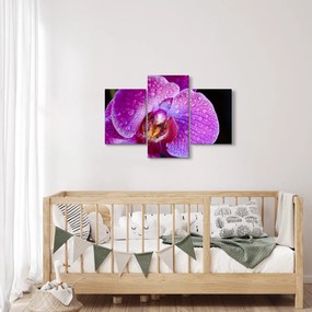 Tablou detailat cu floare de orhidee (90x60 cm)