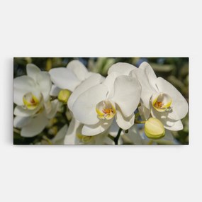 Tablou Canvas, 40x80cm, Dormitor si Living, Flori, Orhidee, Big Orchids In Nature