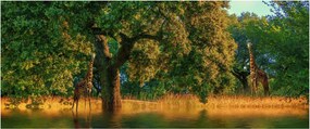 Tablou cu girafe în natură (120x50 cm)