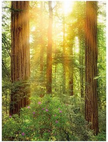 Fototapet padure de Sequoia Vlies