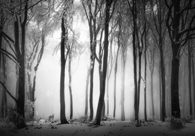 Fototapet - Pădure întunecată cu un lup (147x102 cm)