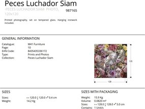 Tablou de perete decorativ Peces Luchador Siam, 120x120cm