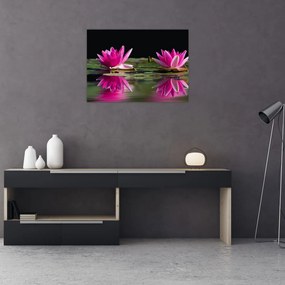 Tablou - Nuferi pe apă (70x50 cm)