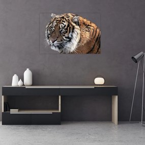 Tablou cu tigrul (90x60 cm)