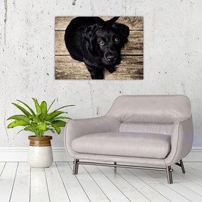 Tablou pe sticlă cu cățeluș negru (70x50 cm)