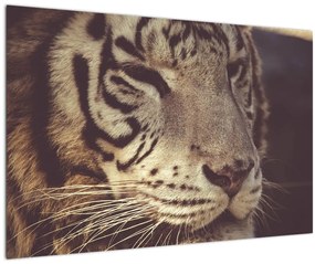 Tablou cu tigrul (90x60 cm)