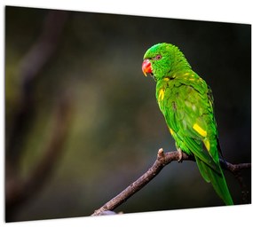 Tablou cu papagal pe greangă (70x50 cm), în 40 de alte dimensiuni noi