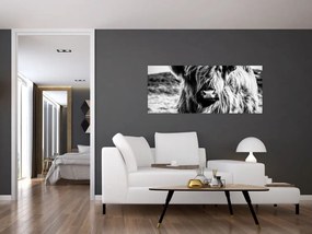 Tablou - Highland - vacă scoțiană (120x50 cm)