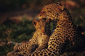 Fotografie Leopard mother and cub , resting, Anup Shah