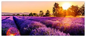 Tablou cu câmp de lavanda (120x50 cm)