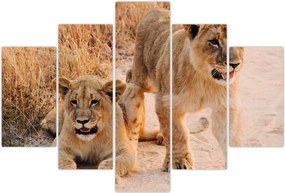 Tablou - Pui de leu (150x105 cm)