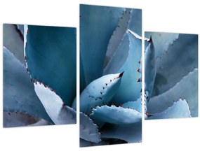 Tablou - Agave (90x60 cm)