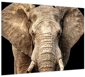 Tablou pe sticlă - Elefant african (70x50 cm)