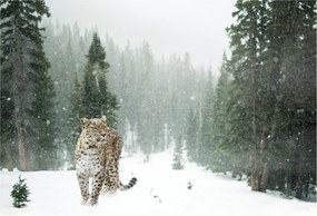 Tablou pe sticlă cu leopard în zăpadă (70x50 cm)