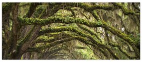 Tablou - Oaks Avenue, Charleston, Carolina de Sud, SUA (120x50 cm)